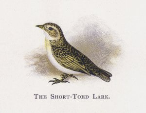 The Short-Toed Lark